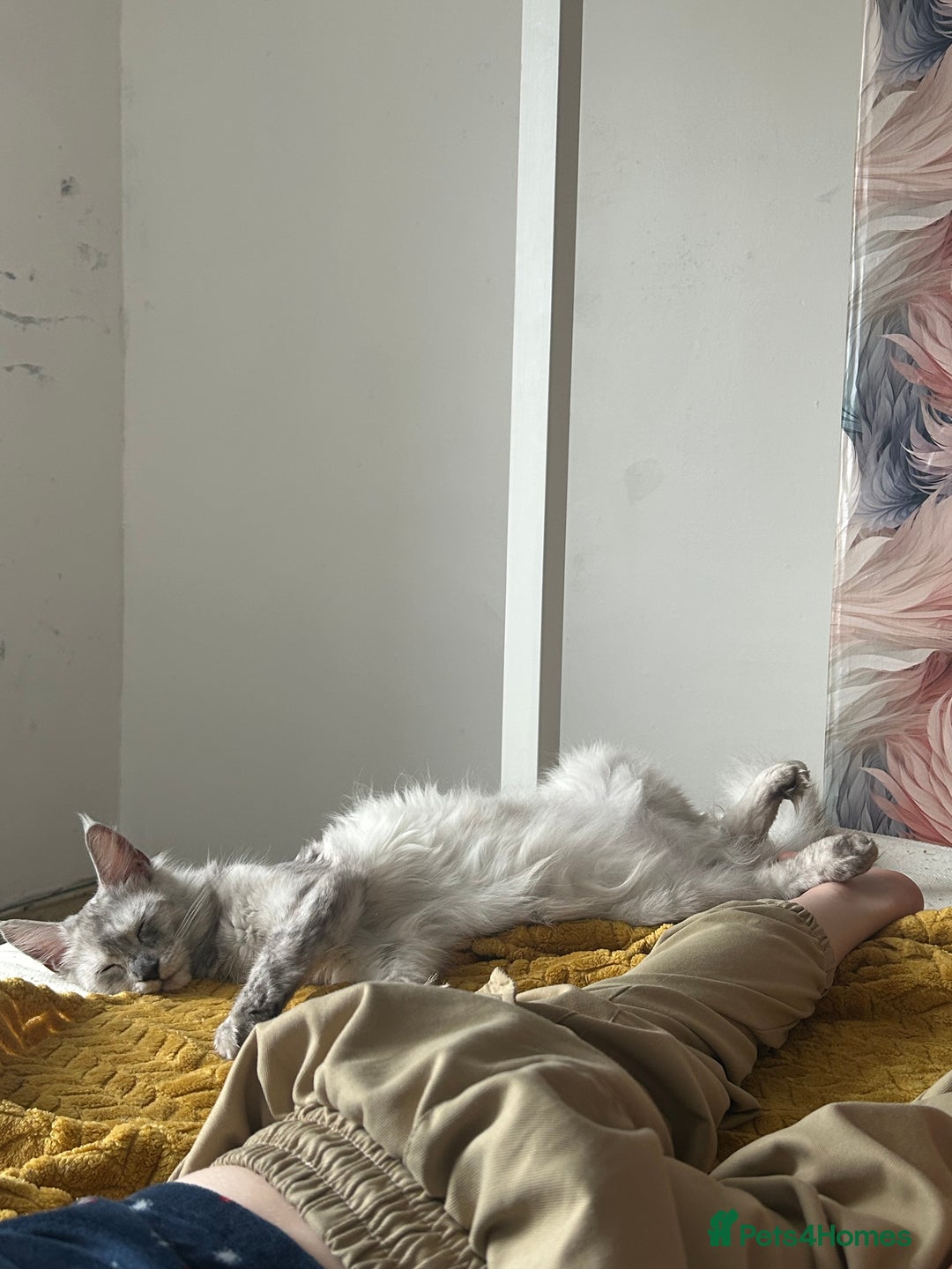Maine Coon cats for sale: Beautiful mainecoon kits  - Image 5