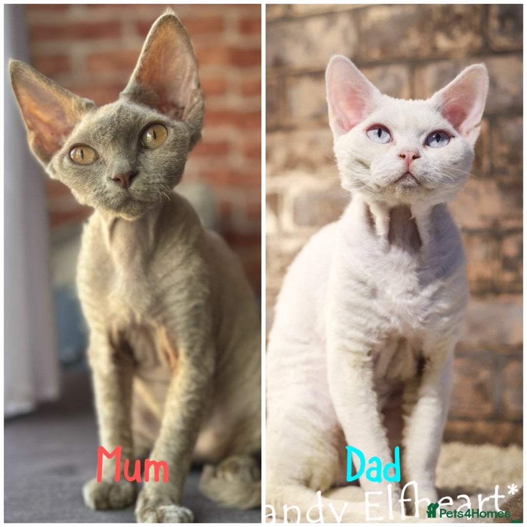 Devon Rex cats for sale: 🐾Adorable Devon Rex Kittens 🐾🌸 - Advert 2