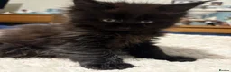 Maine Coon cats for sale: Beautiful TICA registered Maine coon kittens. - Advert 8