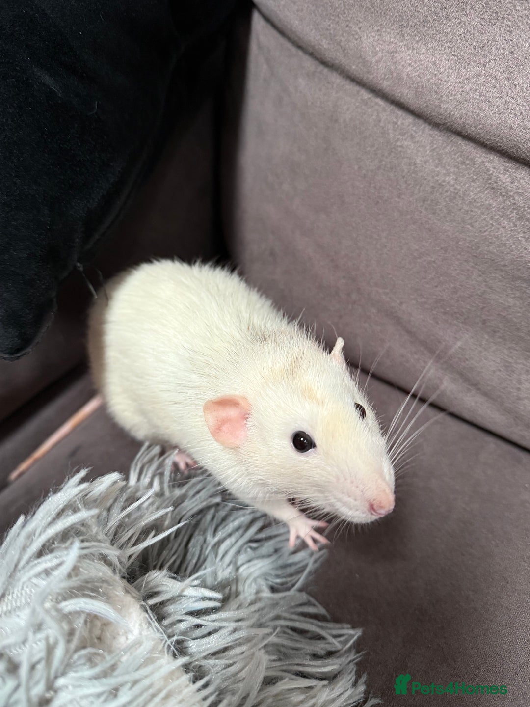 Rat rodents for sale: URGENT: two Male Rats Looking for new Forever Home - Image 2