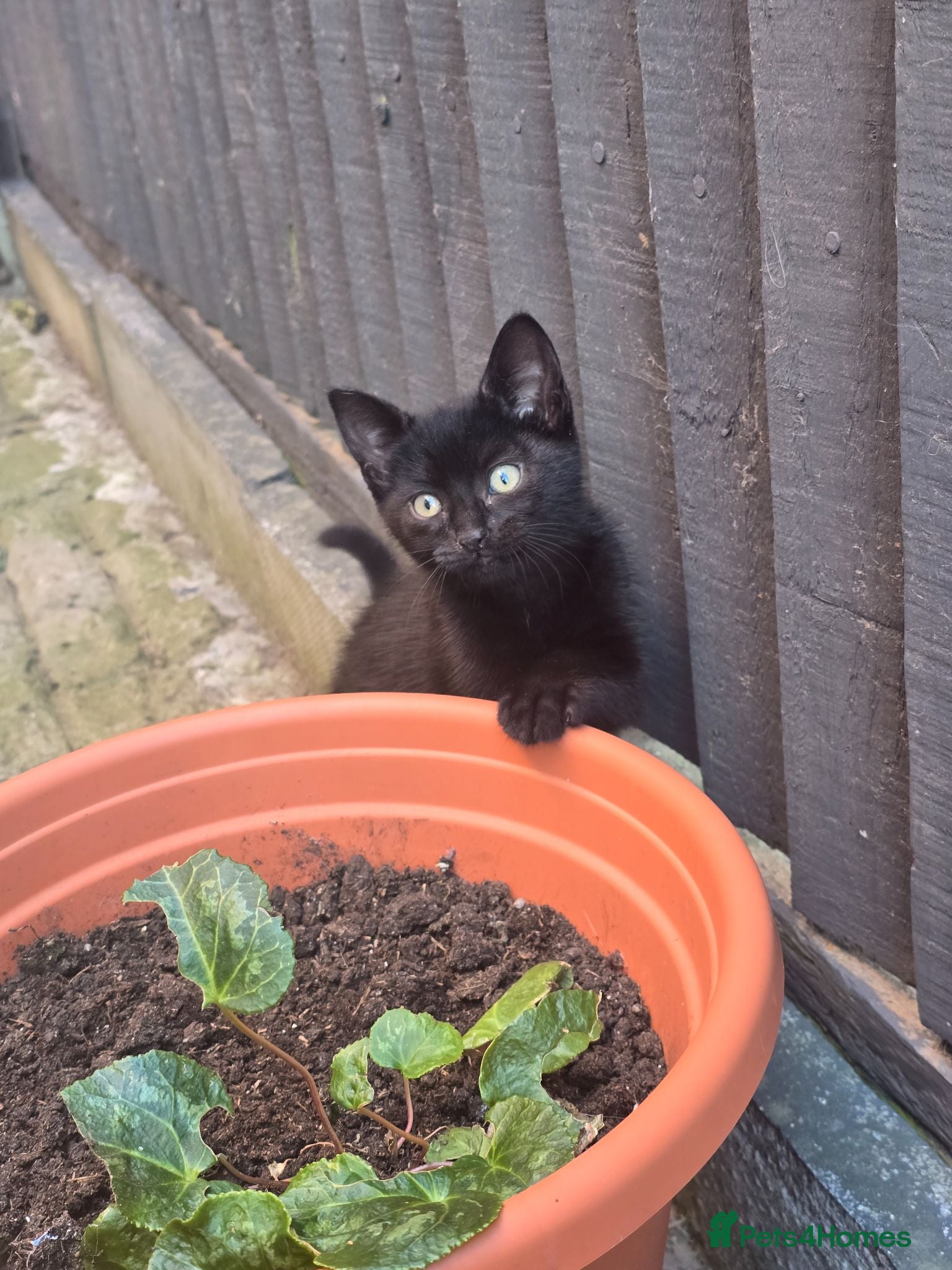 Domestic Shorthair cats Kittens - Advert 8
