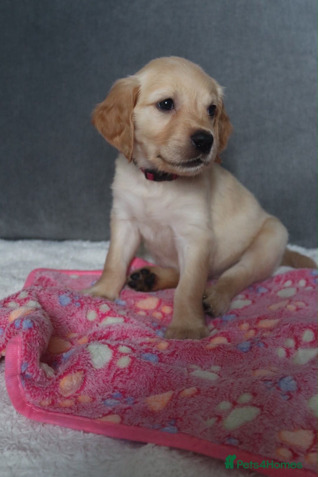 Golden Retriever dogs Golden Retriever KC registration Puppies ⭐️ - Advert 2