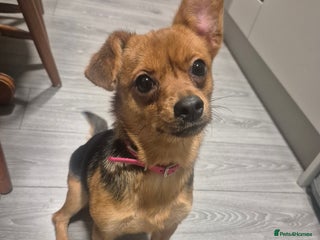 Jack Russell dogs Jack Russell - Advert 3