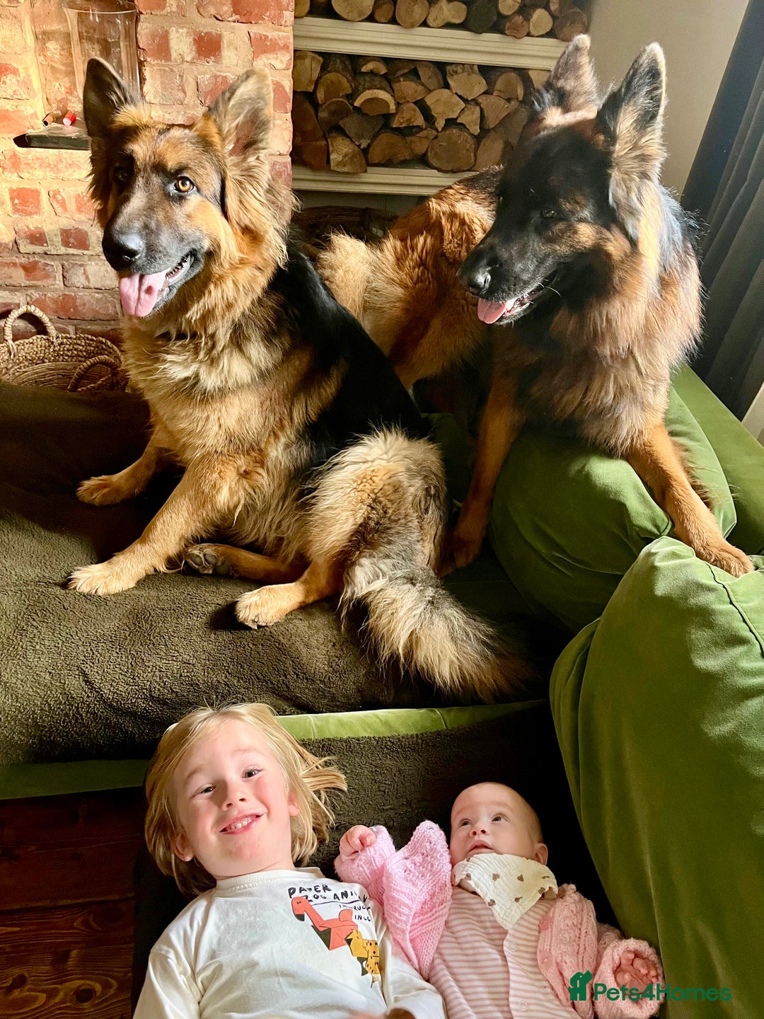 German Shepherd dogs for sale: Puppies - Long hair/Straight back German Shepherd - Advert 9