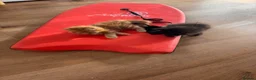 British Longhair cats for sale: Four long haired Kittens - Advert 5