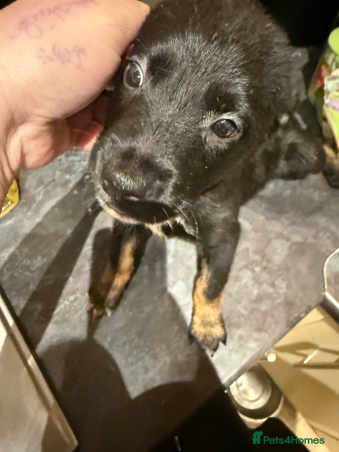 Mixed Breed dogs for sale: Cross breed Rottweiler puppies  - Advert 11