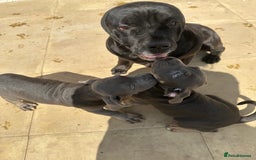 Cane Corso dogs for sale: Cane Corso, Italian mastiff pups  - Image 11