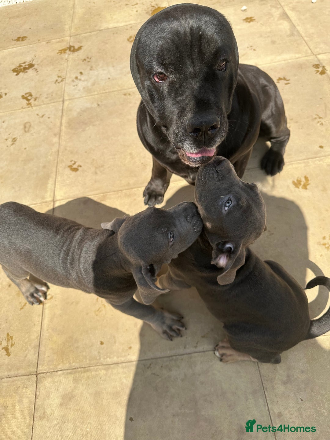 Cane Corso dogs for sale: Cane Corso, Italian mastiff pups  - Image 11