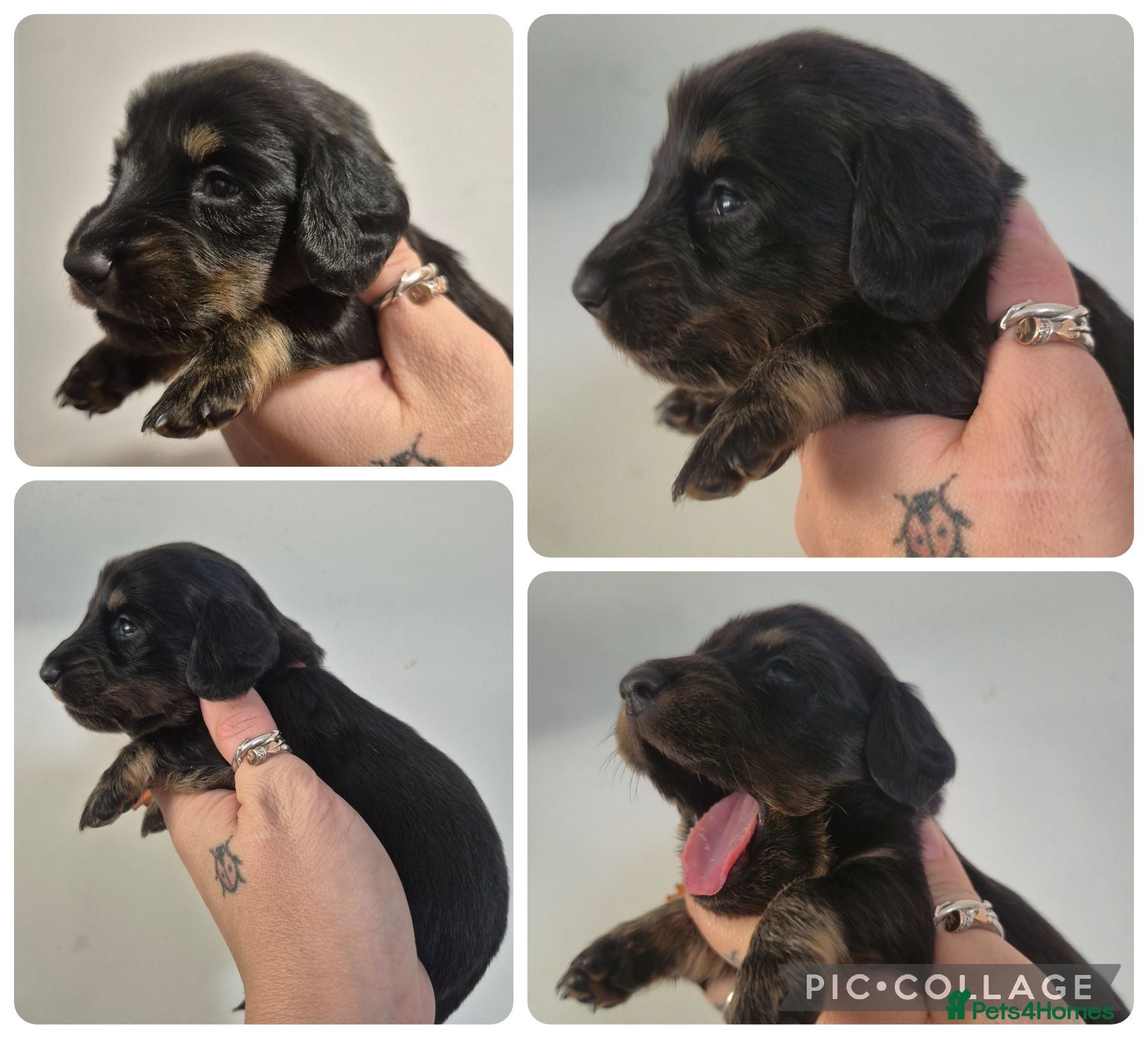 Miniature Dachshund dogs LONG HAIR PRA CLEAR MINIATURE DACHSHUND GIRL - Advert 13