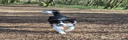Border Collie dogs for adoption: CHARLIE - COLLIE - FOR ADOPTION IN CORNWALL/DEVON - Advert 8