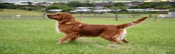 Goldador dogs for sale: Stunning Goldador pups  - Advert 5