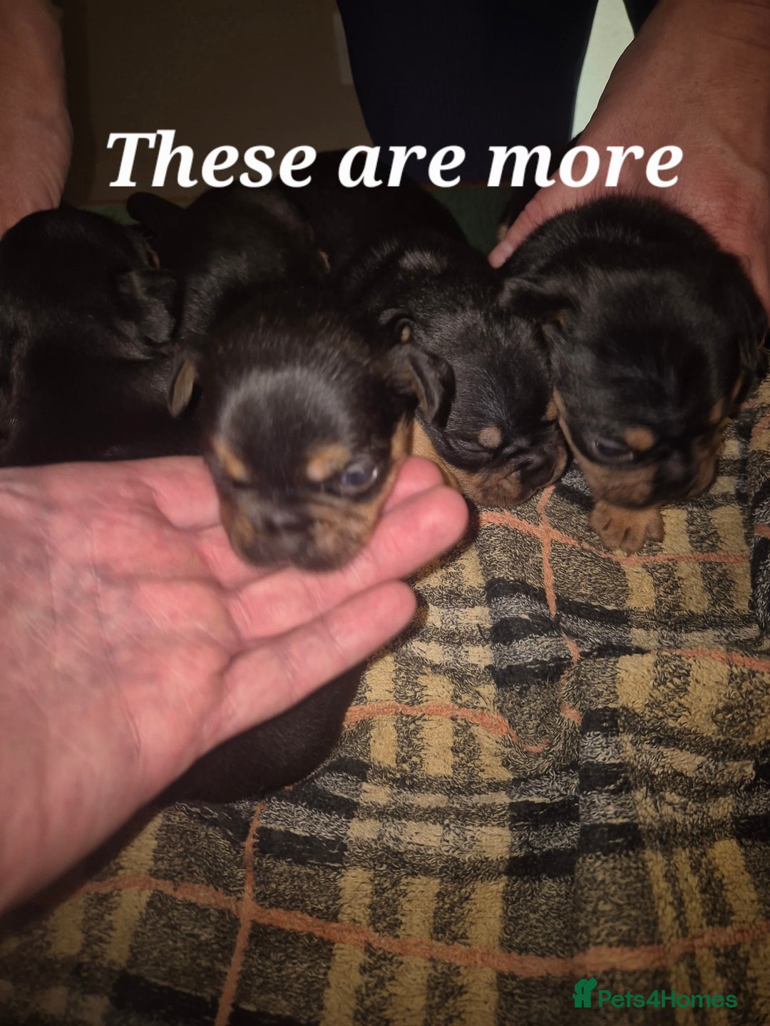 Mixed Breed dogs for sale: French bulldog x jack russell - Advert 16