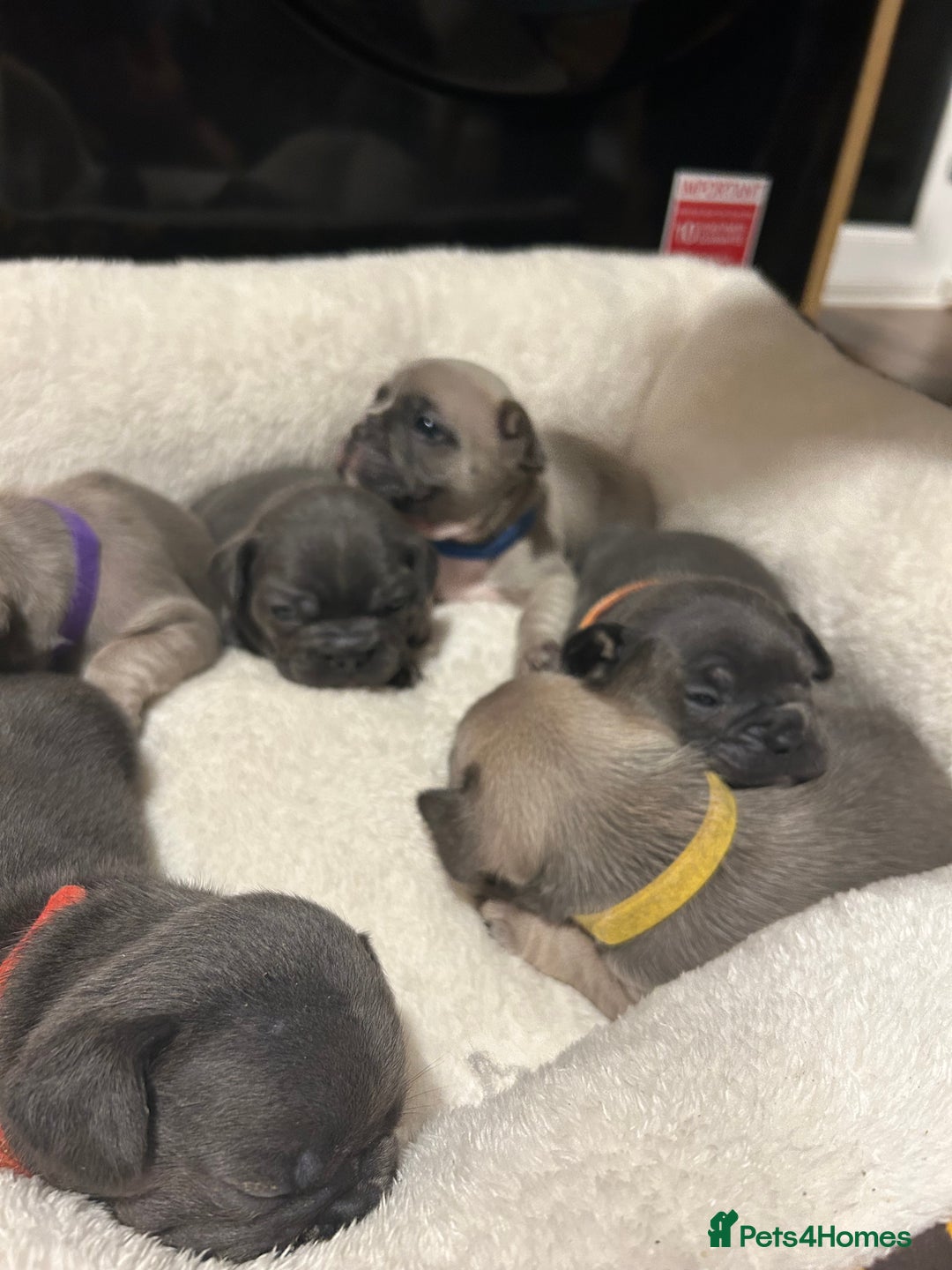 French Bulldog dogs for sale: 5⭐️ french bulldog pups 🐾 - Image 7