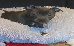 Staffordshire Bull Terrier dogs for sale: 🐾Reduced♥️World Famous Samtan Dozer & C in Swansea - Image 16