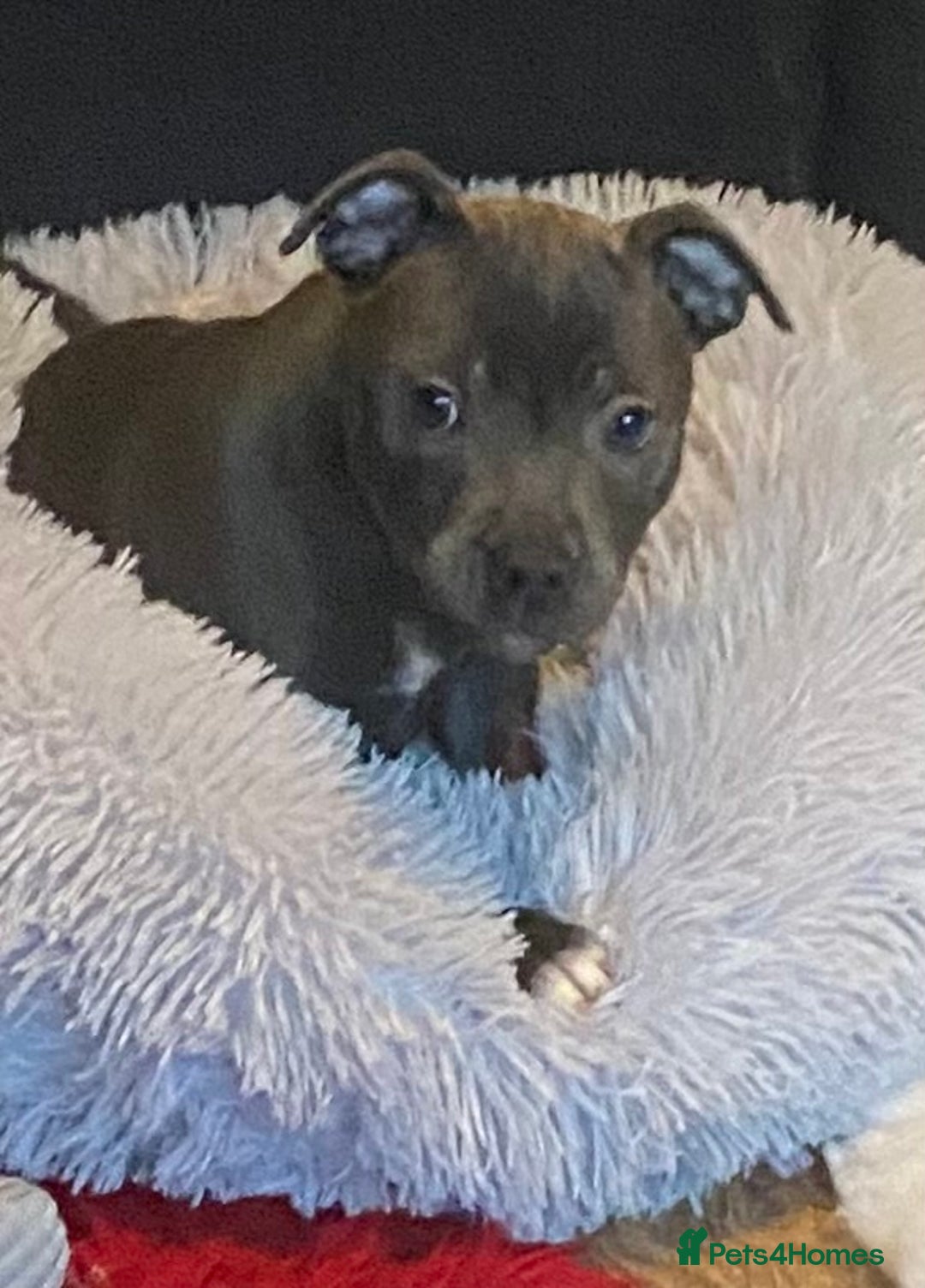 Staffordshire Bull Terrier dogs for sale: 🐾Reduced♥️World Famous Samtan Dozer & C in Swansea - Image 16