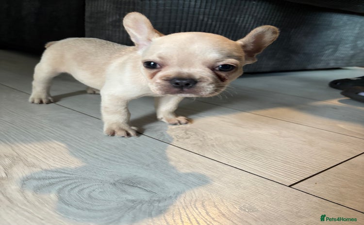 French Bulldog dogs - Advert 15