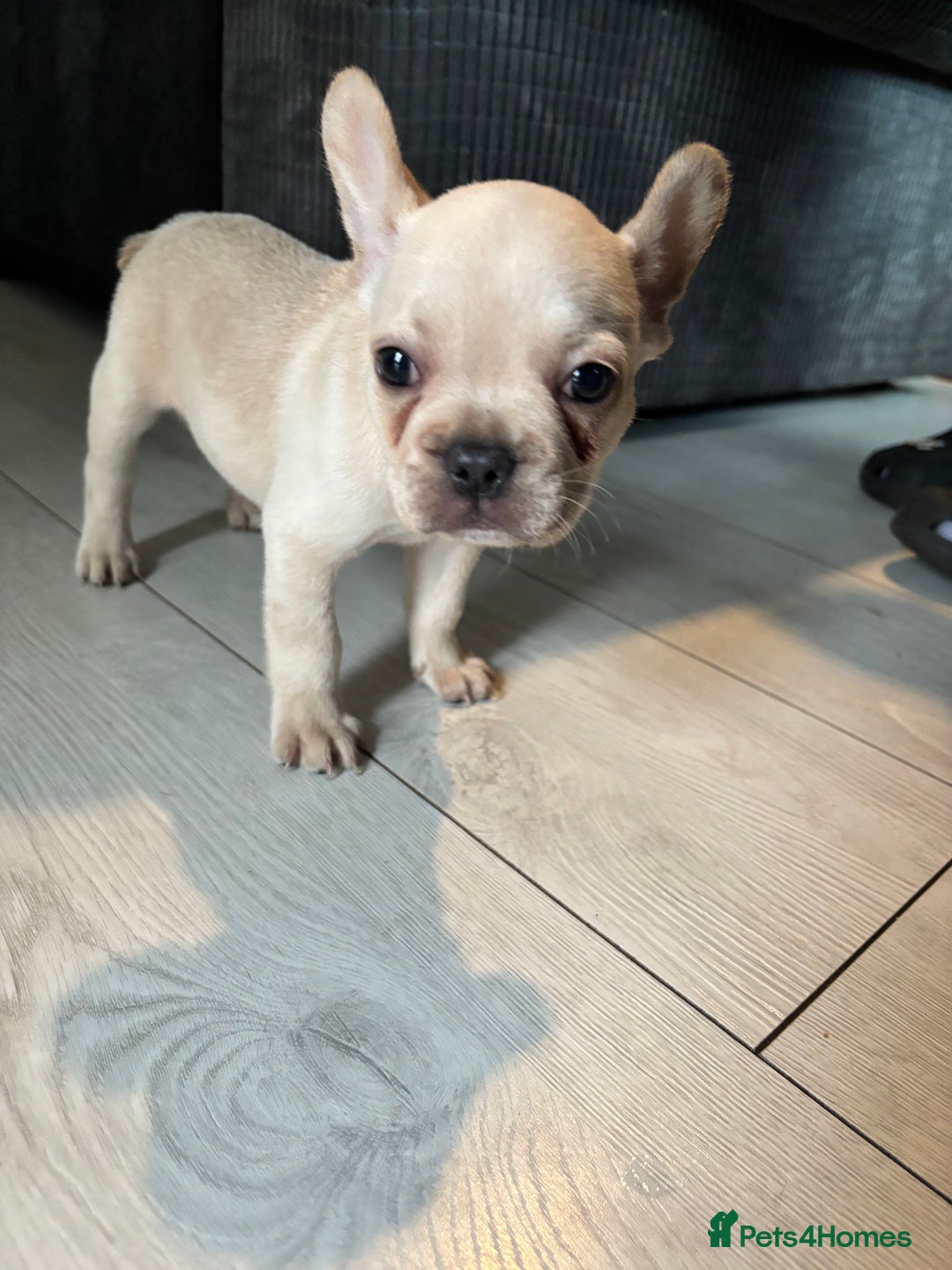 French Bulldog dogs for sale: White French bulldogs puppies  - Image 1