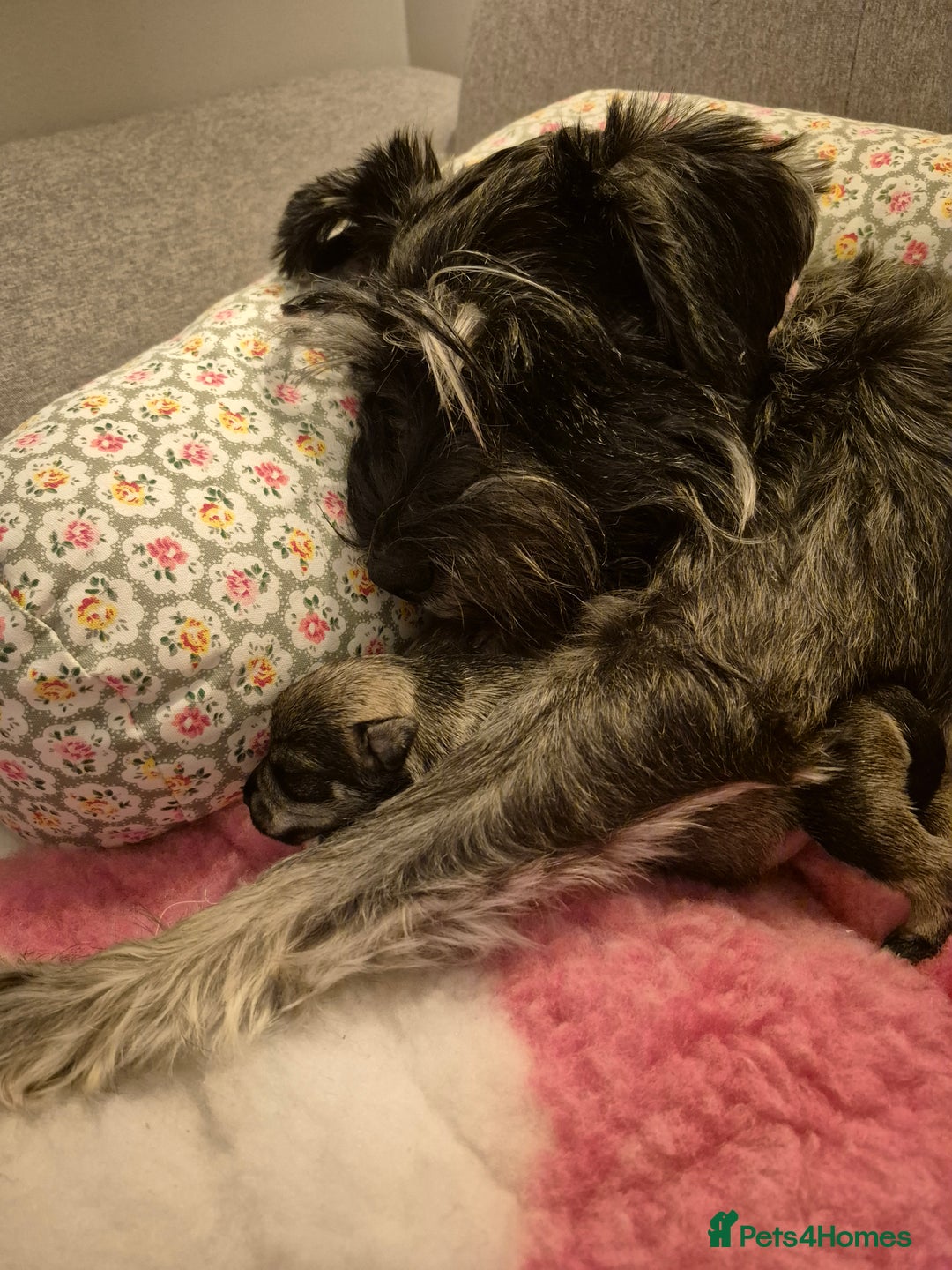 Miniature Schnauzer dogs for sale: Adorable Princess Miniature Shnauzer  - Advert 14