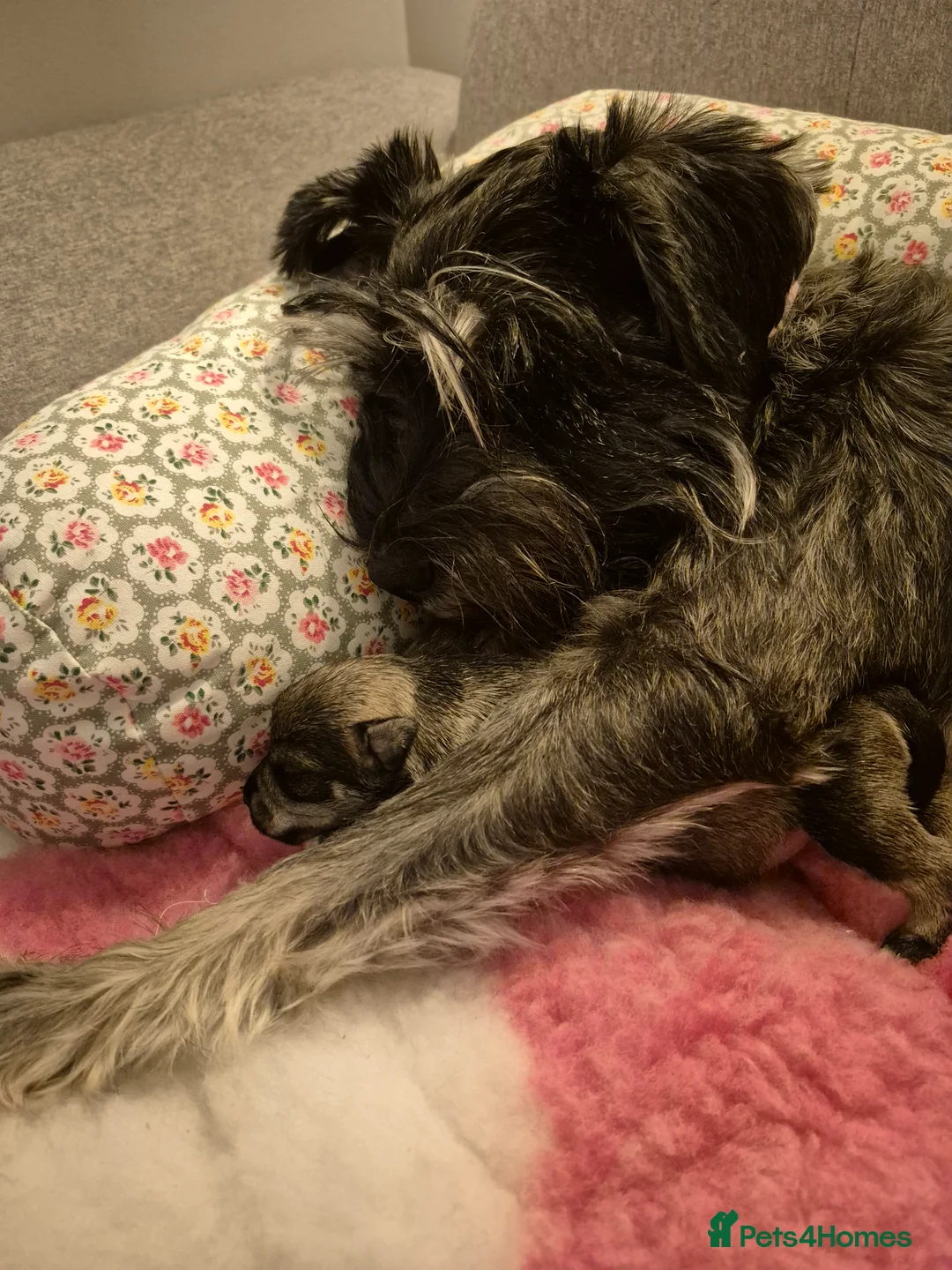 Miniature Schnauzer dogs for sale: Adorable Miniature Shnauzer ,SOLD - Advert 24