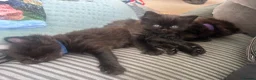 Mixed Breed cats for sale: Beautiful Black Kittens - Advert 6