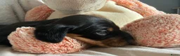 Miniature Dachshund dogs for sale: Last 2 pups 🩵🩷 - Advert 13