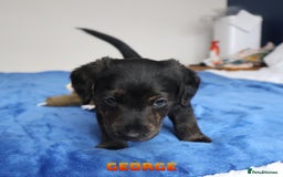 Mixed Breed dogs for sale: Parson Russell Cross Puppies  - Image 20