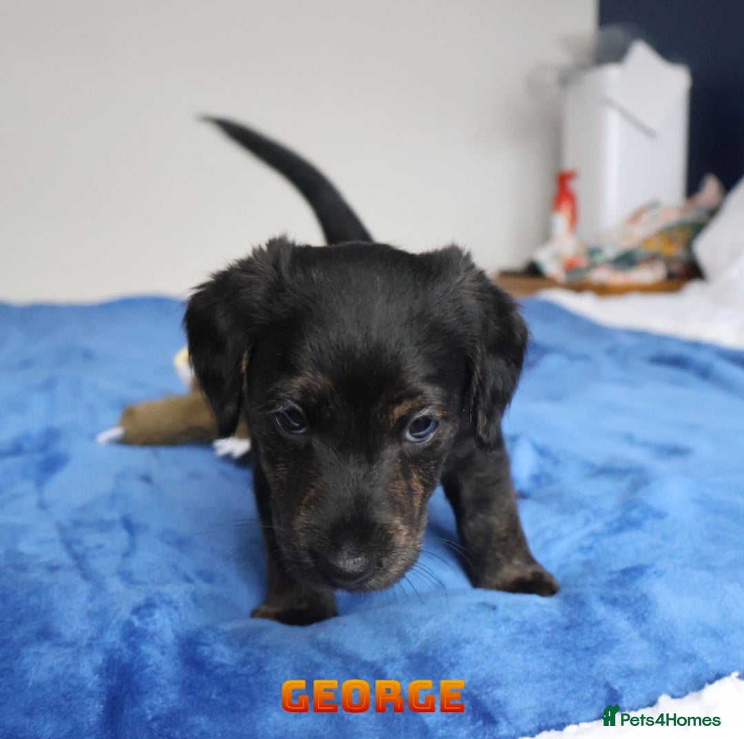 Mixed Breed dogs for sale: Parson Russell Cross Puppies  - Image 20