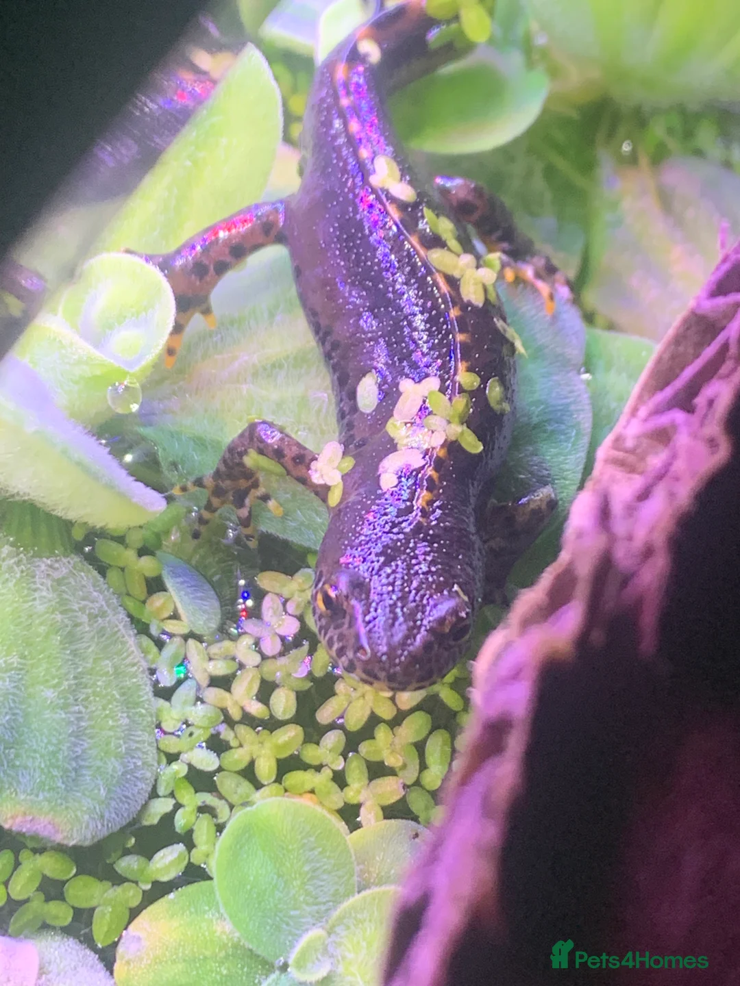 Newt reptiles for sale: male alpine newt + setup - Advert 2