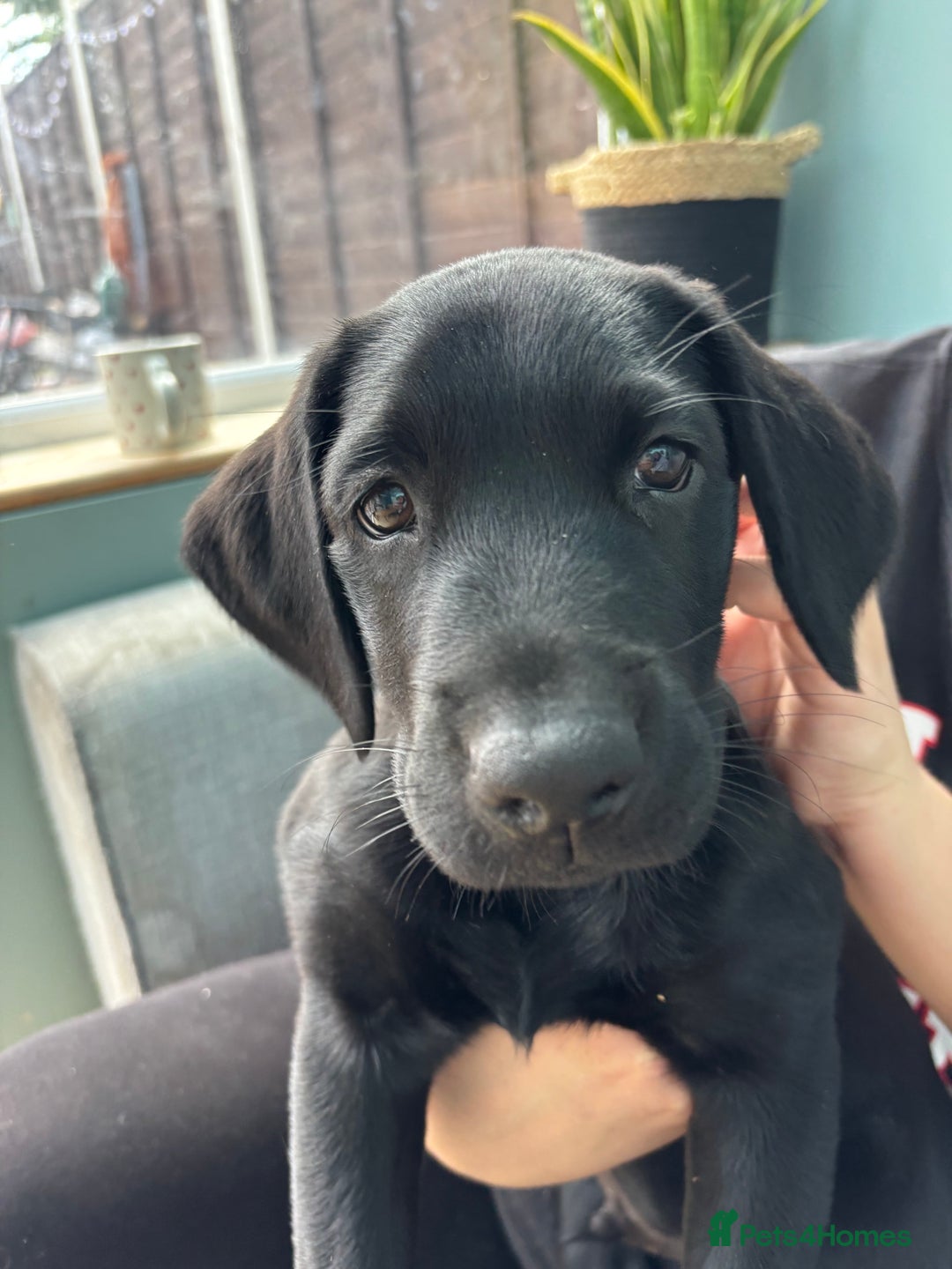 Labrador Retriever dogs for sale: Beautiful Pedigree Black Lab Puppies - Image 28