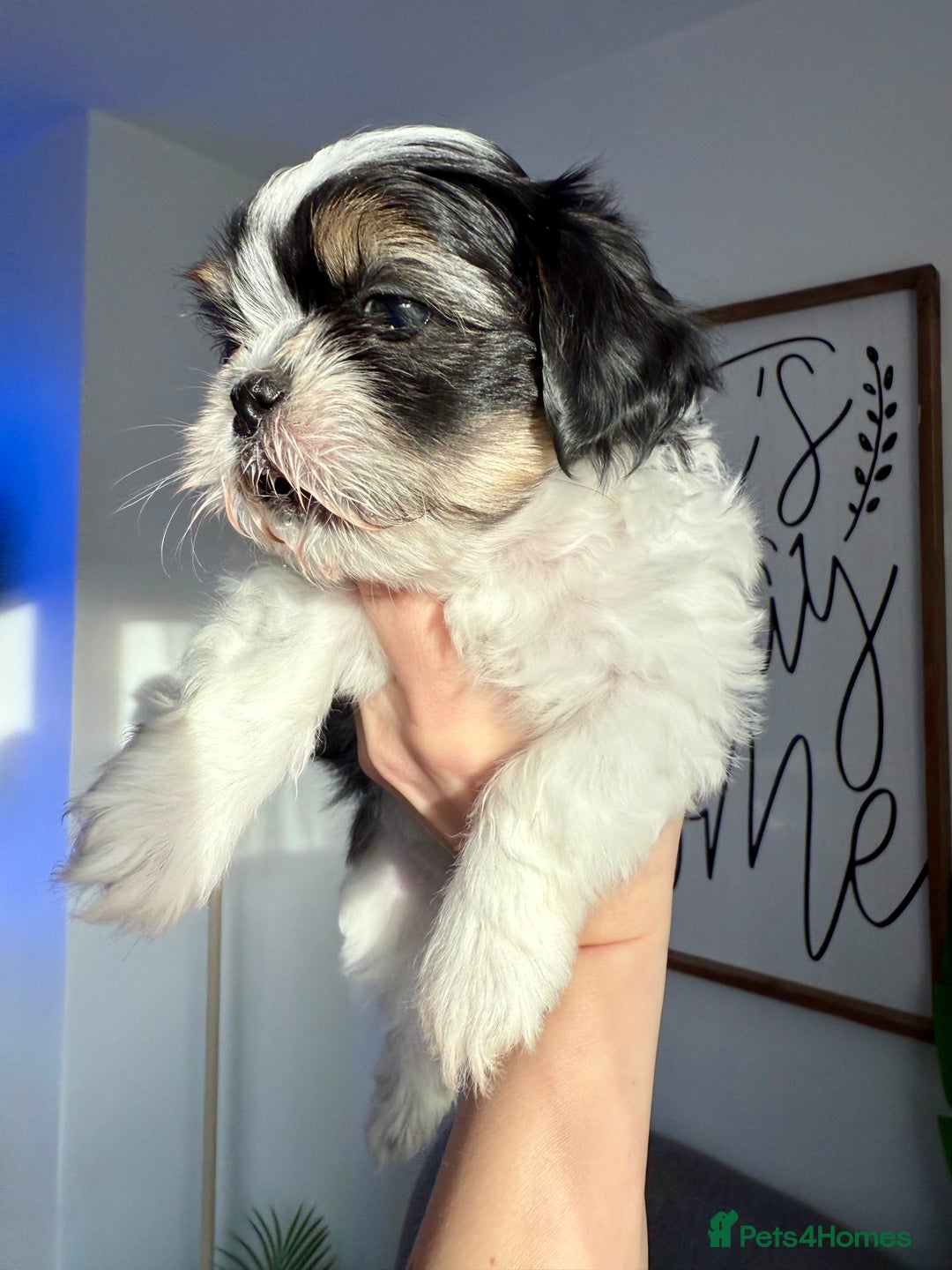 Mixed Breed dogs for sale: Gorgeous puppies 2 girls left - Advert 5