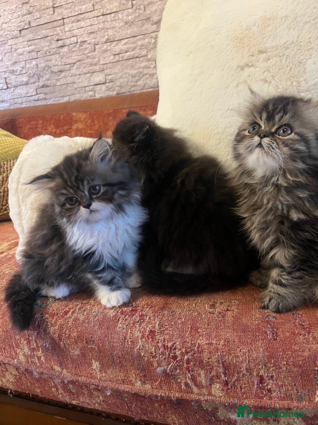 Persian cats for sale: Gorgeous Persian Kittens  - Advert 12