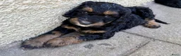 Bernedoodle dogs for sale: 2nd generation phantom female left. - Advert 9