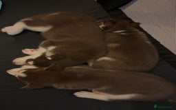 Siberian Husky dogs for sale: Beautiful husky pups 🔥 only 3 male pups left 🔥 - Advert 22