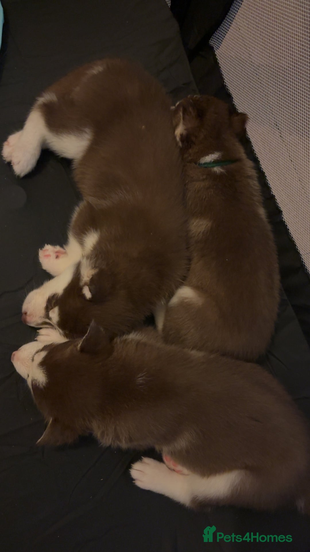 Siberian Husky dogs for sale: Beautiful husky pups 🔥 only 3 male pups left 🔥 - Advert 22