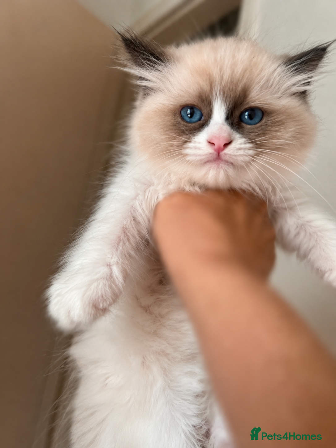 Ragdoll cats Ready 31/8 after full vaccinations & chip. - Advert 17