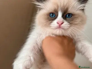 Ragdoll cats Ready 31/8 after full vaccinations & chip. - Advert 17