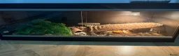 Leopard Gecko reptiles for sale: Female leopard gecko  in Liverpool - Advert 4