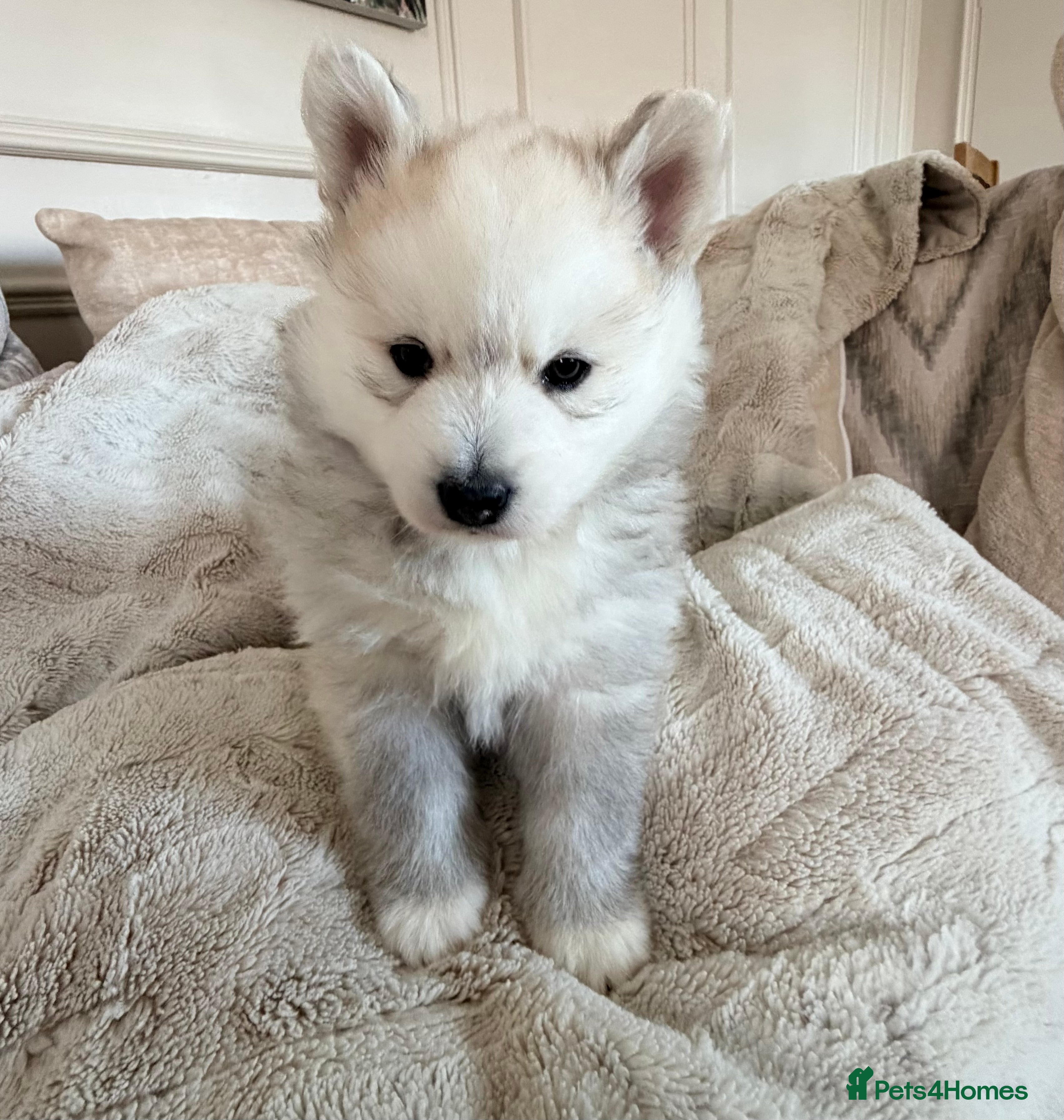 Pomsky dogs F3 Pomsky puppies  - Advert 6