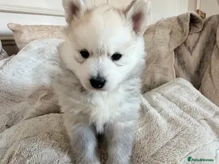 Pomsky dogs F3 Pomsky puppies - Advert 6