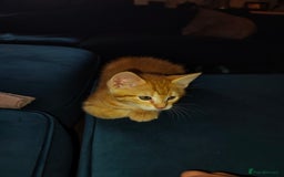 Mixed Breed cats for sale: Kittens - Image 3