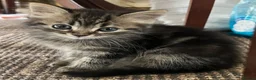 Mixed Breed cats for sale: 5 lovely kittens for sale  - Advert 9