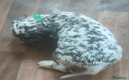 Dalmatian dogs for sale: Dalmatian Ready to home 1×girl 1× boy(£550)) - Image 20