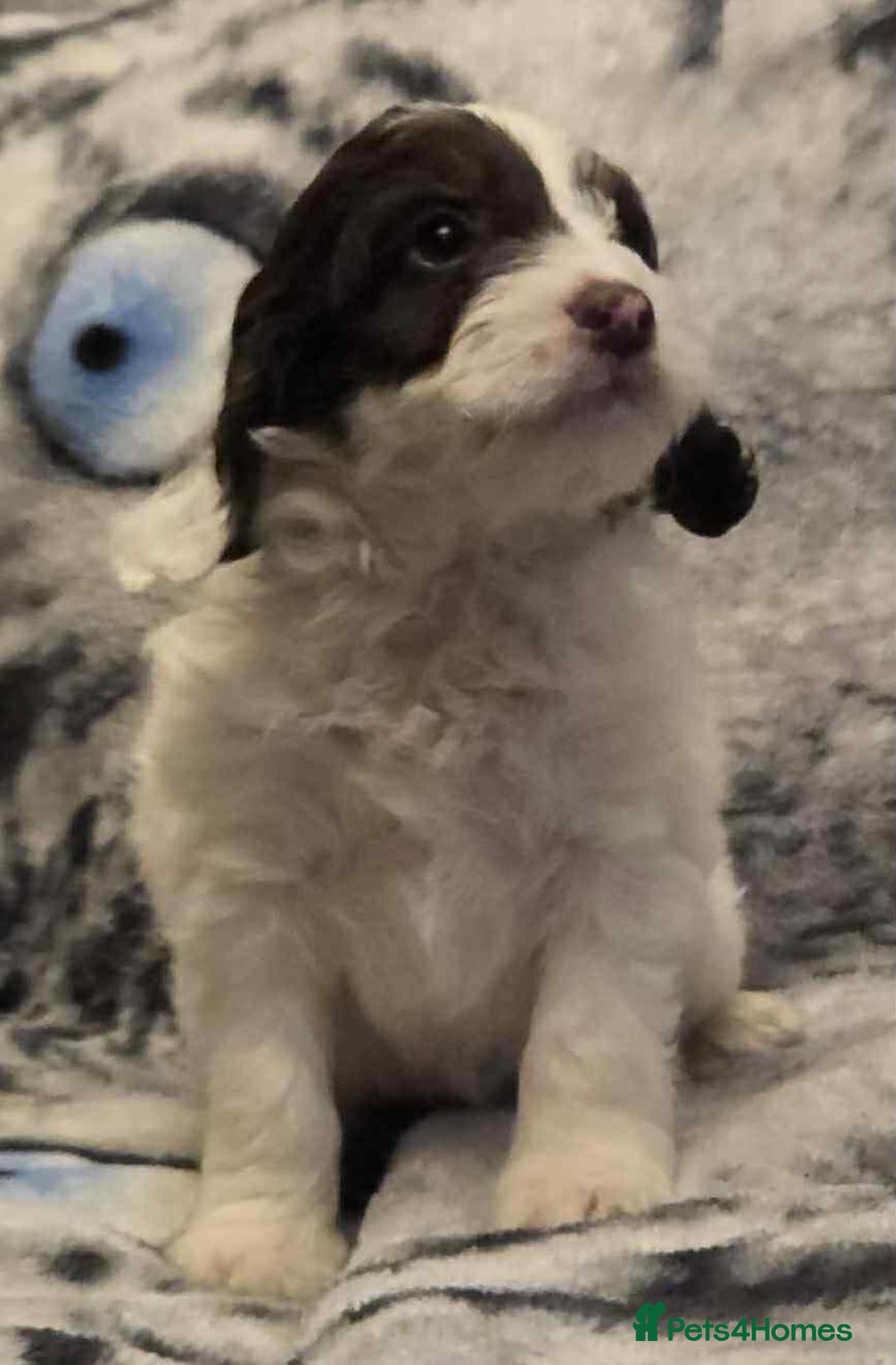 Cockapoo dogs for sale: F1 Merle cockerpoo  - Advert 16