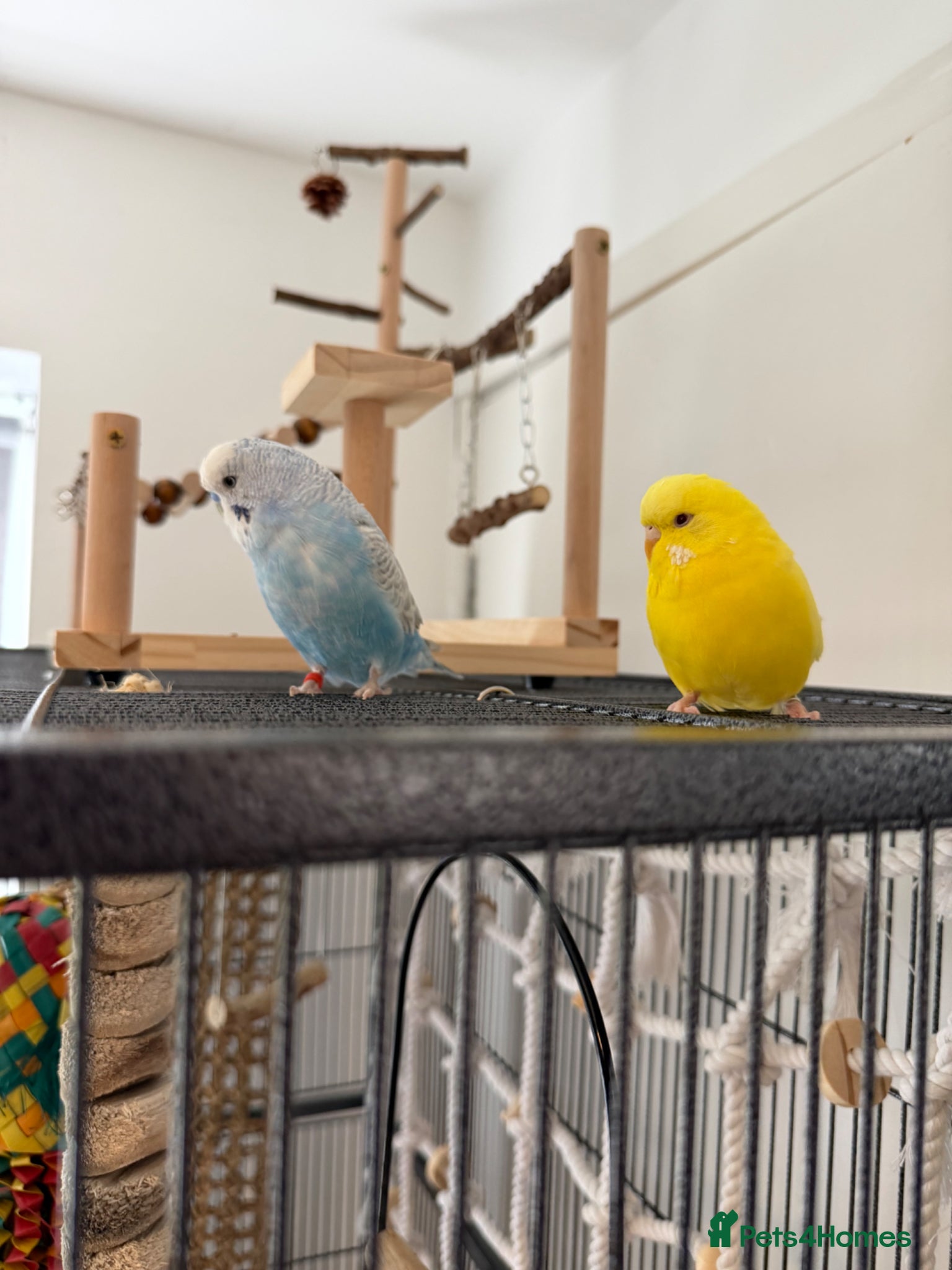 Budgerigars birds 2 budgies for rehoming - Advert 5