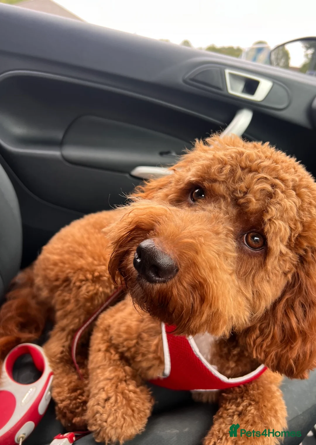 Cockapoo dogs for stud: Looking to stud our cockerpoo Murphy.  in Chesterfield - Advert 2