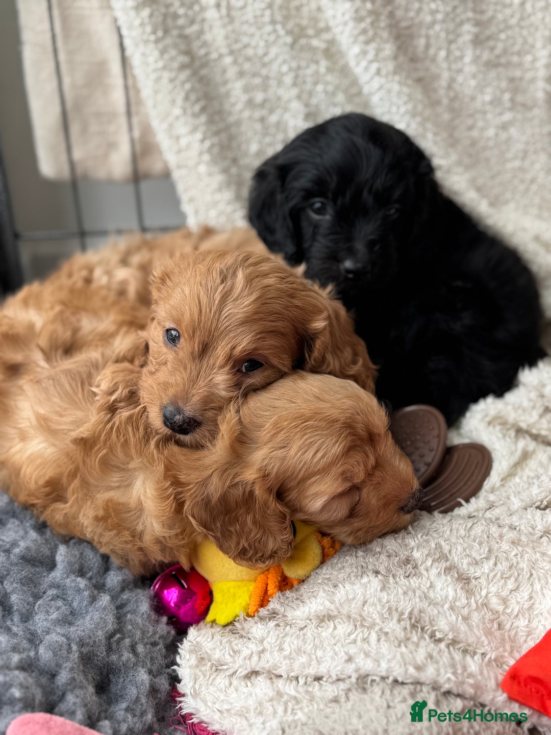Cavapoo dogs for sale: Quality bred Cavapoo F1 - Image 18