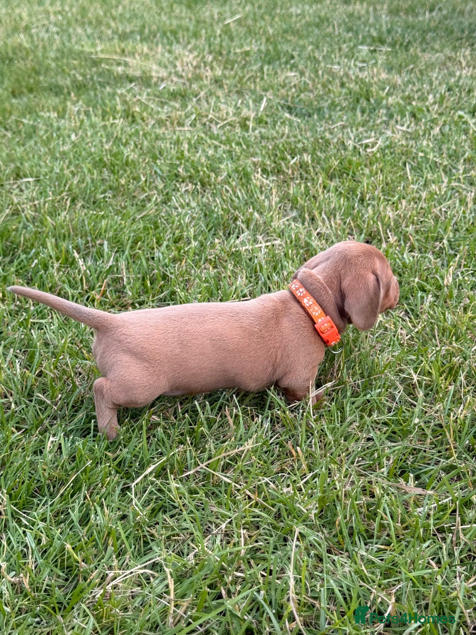 Miniature Dachshund dogs Beautiful miniature dachshund puppies available  - Advert 1