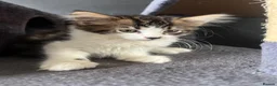 Mixed Breed cats for sale: Fluffy Kittens for sale - Advert 38