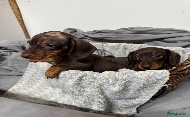 Miniature Dachshund dogs CHOCOLATE AND CREAM MINIATURE DACHSHUND PUPPIES  - Advert 5