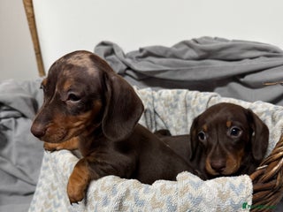 Miniature Dachshund dogs CHOCOLATE AND CREAM MINIATURE DACHSHUND PUPPIES - Advert 3